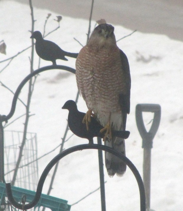 Coopers Hawk near bird feeders in Harpswell, Maine (2014)