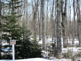 Maple Trees Tapped for Maple Syrup on Route 6 in Carroll Plantation (2014)
