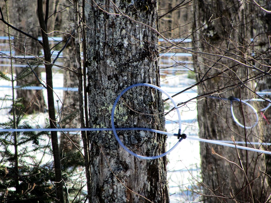 Maple Trees Tapped with Tubing for Maple Syrup on Route 6 in Carroll Plantation (2014)