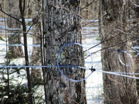 Tubing on Maple Trees Tapped for Maple Syrup on Route 6 in Carroll Plantation (2014)