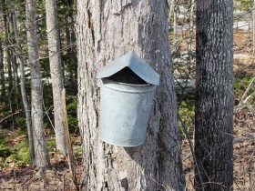 Maple tree tap with pail at Partridge Hill Farm Maple in Woolwich (2014)