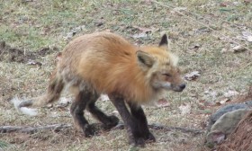 Red Fox with Mange in Harpswell (2014)