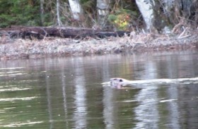 Beaver in Mud Brook in Soldiertown Township (2014)