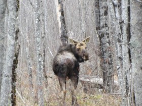 Moose with Mange near Route 11 in T4 R9 NWP (2014)