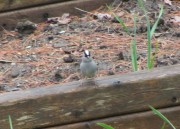 White-crowned Sparrow in Harpswell (2014)
