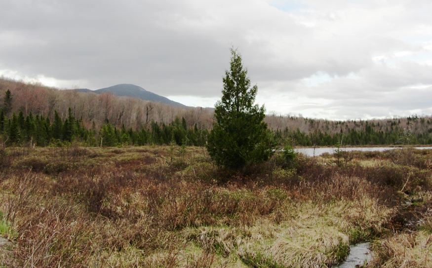 Mud Pond with view of Boundary Bald Mountain near the Bald Mountain Road in Bald Mountain Township (2014)