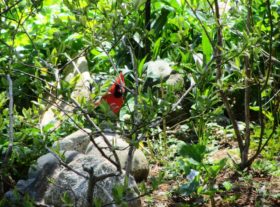 Cardinal on the ground near rocks and flowers in May, (2014)