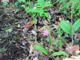 Pink Lady Slippers on the Heath Trail in the Cathance River Nature Preserve in Topsham (2014)