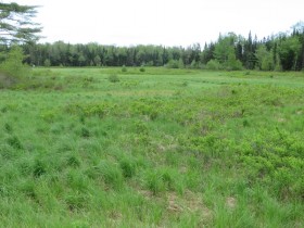 Wetland with Bird Box near Atkinson Corners (2014)