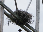 Osprey in Nest near Porter Preserve on Woodmans Mill Road in Searsmont (2014) 