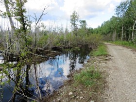 Bog on the 6000 Road in T2 R4 WELS (2014)