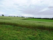 Oats in Southern Aroostook County (2014)
