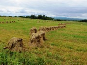 Stacked Oats in Southern Aroostook County (2014)