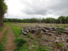 Logging Yard on Cow Team Trail in Crystal n the Maine woods (2014)