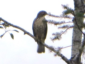 Red-tailed Hawk on Cow Team Trail in Crystal in the Maine woods (2014)