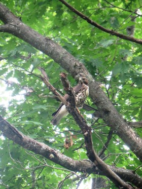 Red-Tailed Hawk in a Tree on the Lunksoos Camps Road in the Maine woods (2014)