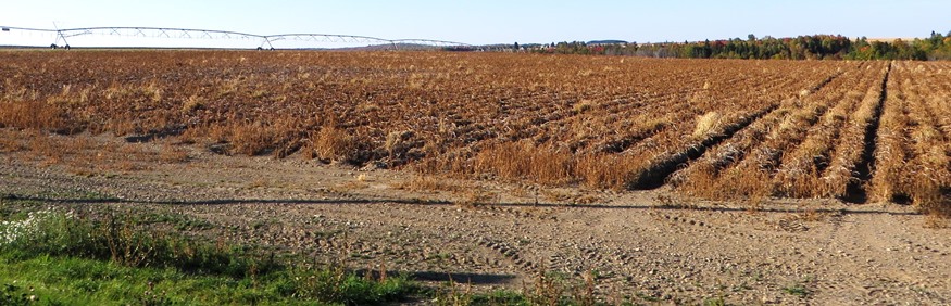 Irrigation Equipment in a Potato Field in Castle Hill (2014)