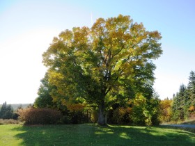 Large Maple Tree at the Corner of McDonald Road and Route 227 (2014)