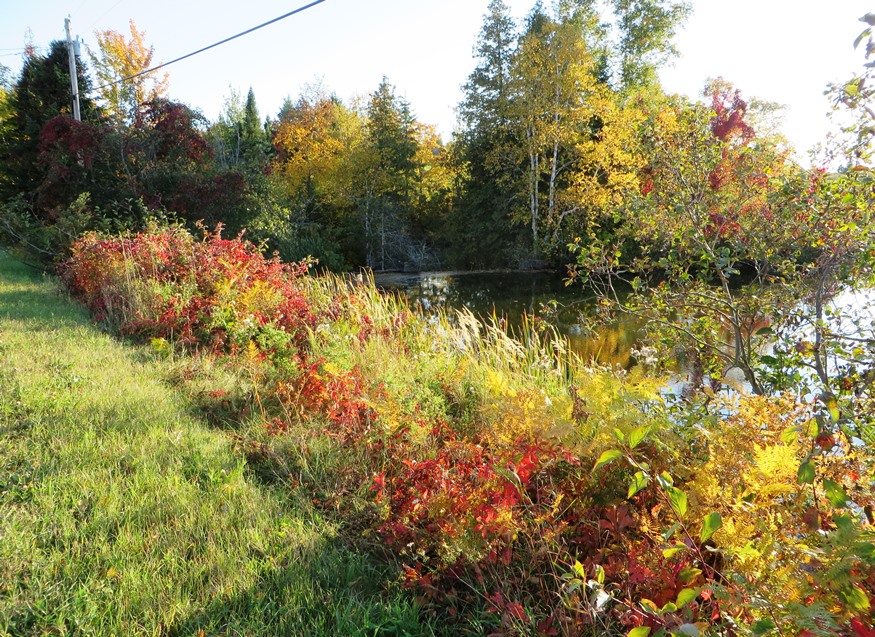 Fall Foliage at Dudley Brook on the West Chapman Road (2014)