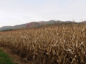 Mountains over a Corn Field in Rumford (2014)