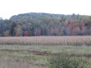 Cornfield and Mountains on Route 232 (2014)