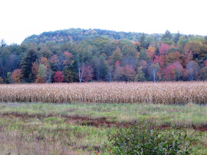Corn Field in Milton Township on Route 232 in Autumn (2014)