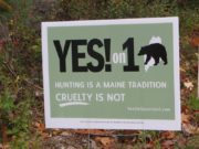 Anti Bear Hunting Election Campaign Sign (2014)