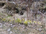 Coltsfoot on Rocky Brook Road in T8 R8 WELS (2015)