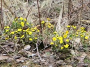 Coltsfoot on Rocky Brook Road in T8 R8 WELS (2015)