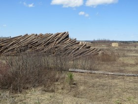 Stacks of logs on the Garfield Road near Route 11 in Masardis (2015)
