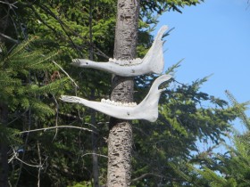 Two Moose Jaws nailed to a tree on the Mooseleuk Dam Road (2015)