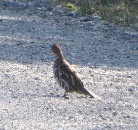 Ruffed Grouse on the Pinkham Road near the intersection with the Pelletier Road in T9 R8 WELS (2015)