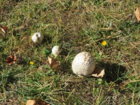 Puffball Mushrooms in Harpswell (2018)