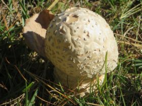 Puffball Mushrooms in Harpswell (2018)