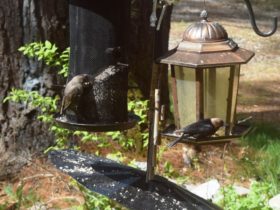 Cowbirds at a Feeder: female at left, male at right (2016)
