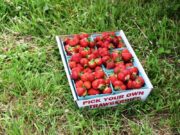 Pick Your Own Tray with strawberries (2017)