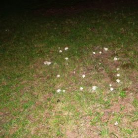 "Fairy Ring mushrooms in a circle under a tree in Harpswell (2018)
