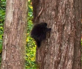 Same porcupine moving up the tree (2019)
