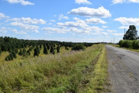 Christmas Tree Field on Tucker Ridge (2020)