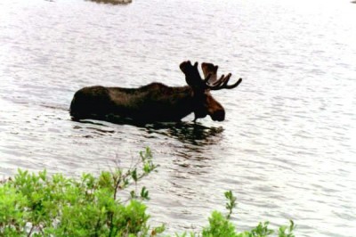 A Bull Moose in Russell Pond at Baxter State Park (1996)