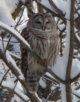 Barred Owl in Harpswell (2007)