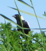 Male Bobolink at Mitchell Field in Harpswell