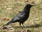American Crow (2013)