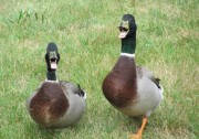 Quacking Mallards, Brunswick (2011)