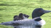 Loon with Chicks (2017)