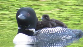 Loon with Chicks (2017)