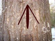 King's Pine with Broad Arrow