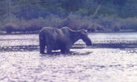 Moose in Spectacle Pond (1988)