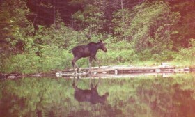 Moose in Spectacle Pond (1992)
