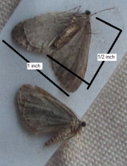 Winter Moth in Harpswell (2012)